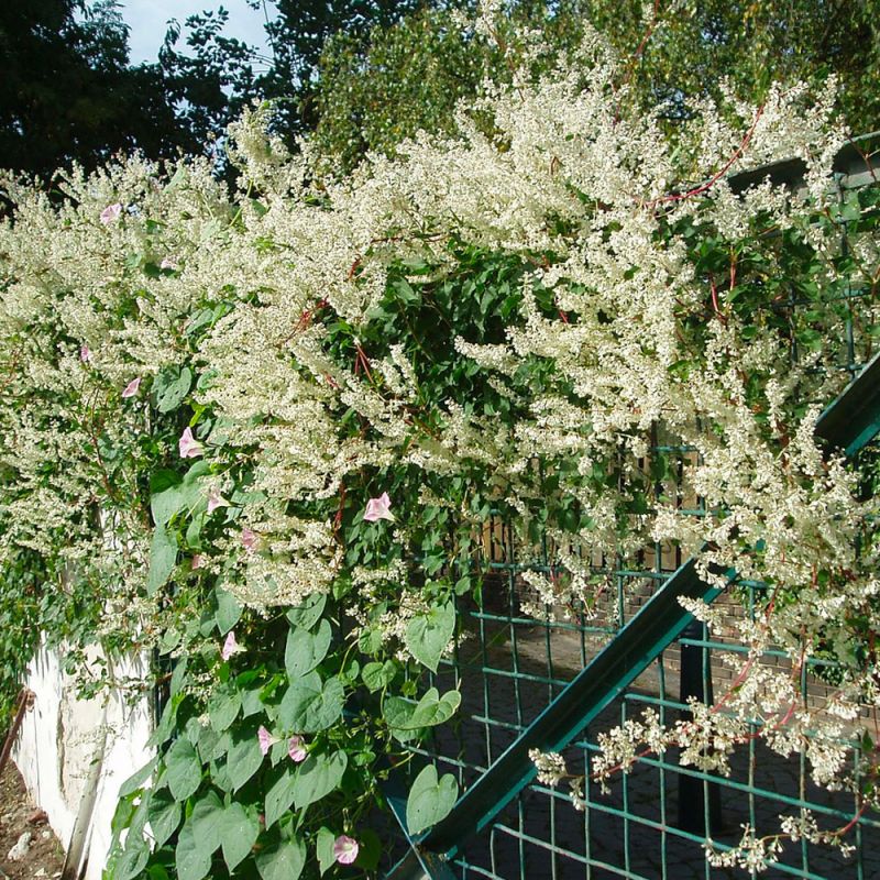 Polygonum 'aubert' - conteneur 3l