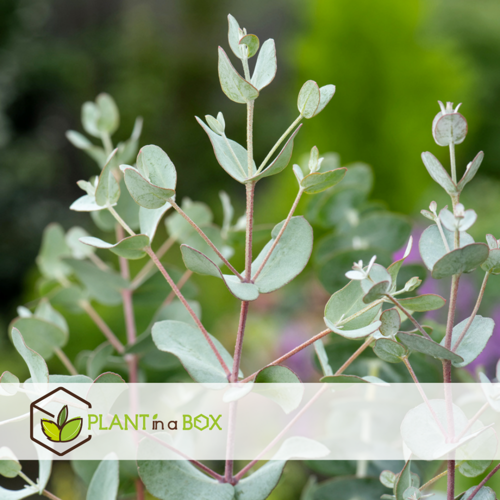 Eucalyptus 'baby blue' - lot de 2 - buissons d'eucalyptus - ⌀15 cm - h35-45 cm