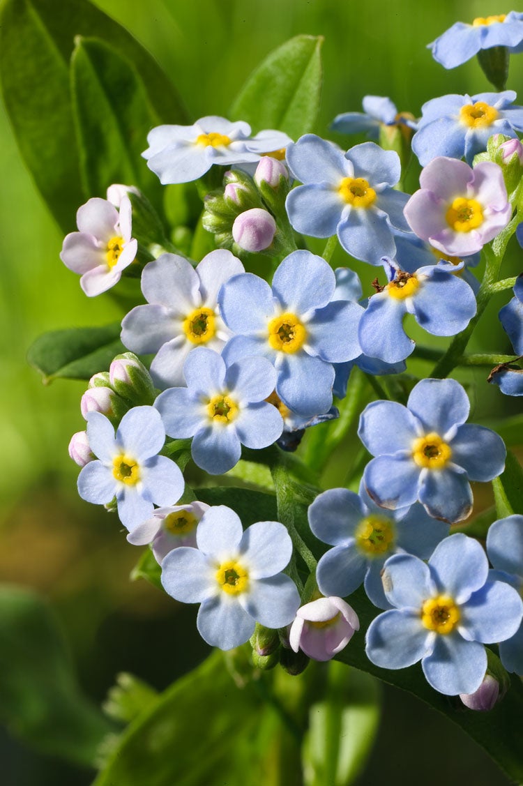 Moeras-Vergeet-Mij-Niet (Myosotis palustris) D 18 H 30 cm