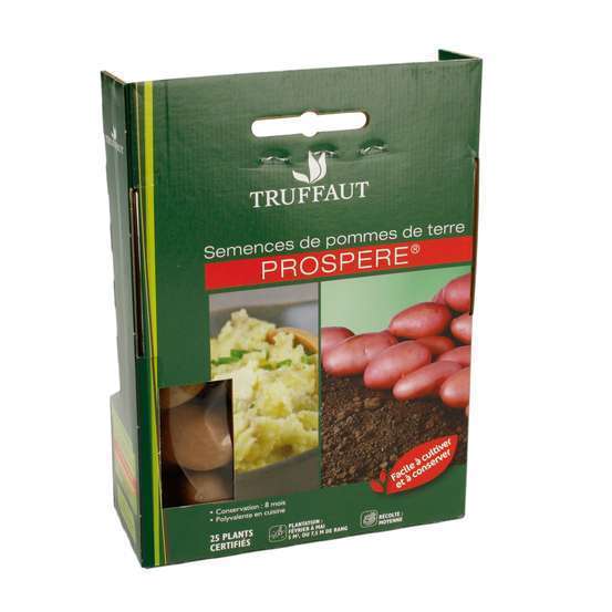 Plants de pommes de terre 'Stamster' en filet x25