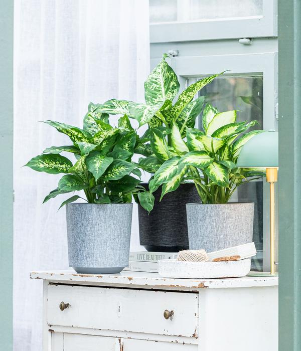 Dieffenbachie - Dieffenbachia seguine compacta