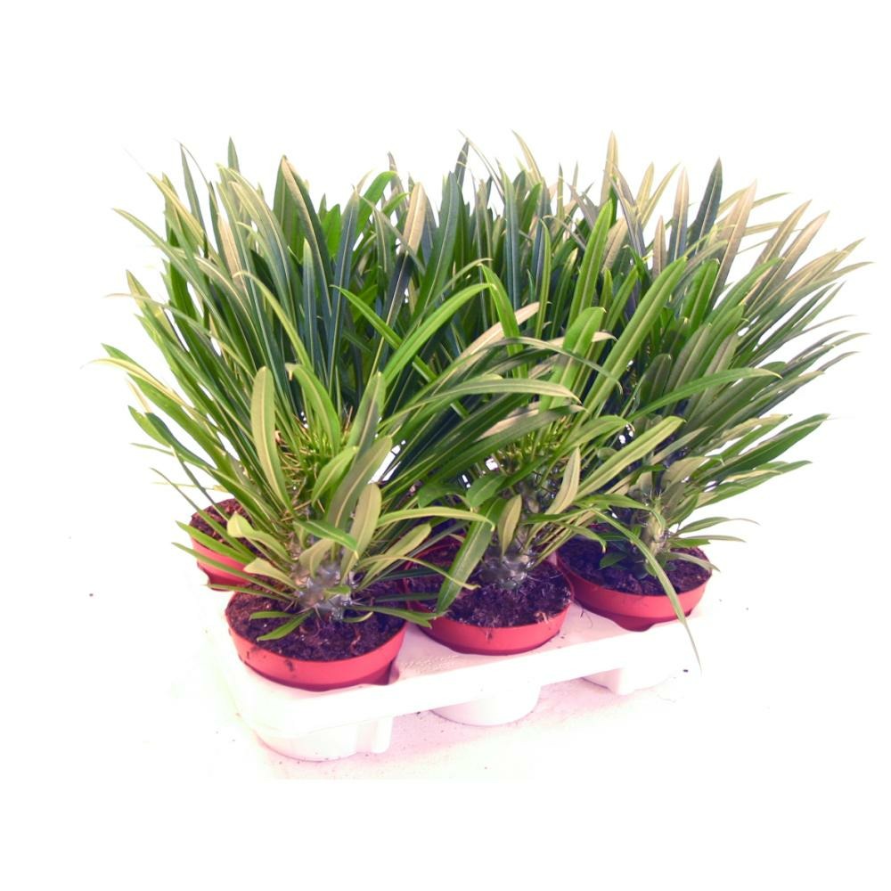 Pachypodium lameri - véritable palmier de madagascar - pot 12cm