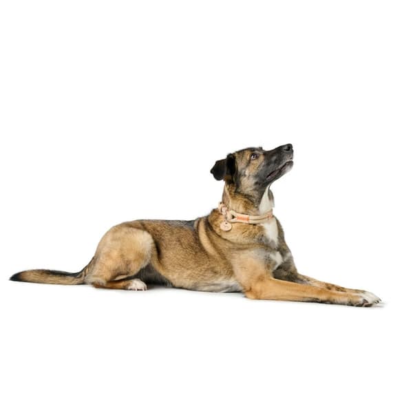 Hundehalsbånd Hunter Malia Beige L 50-59 cm