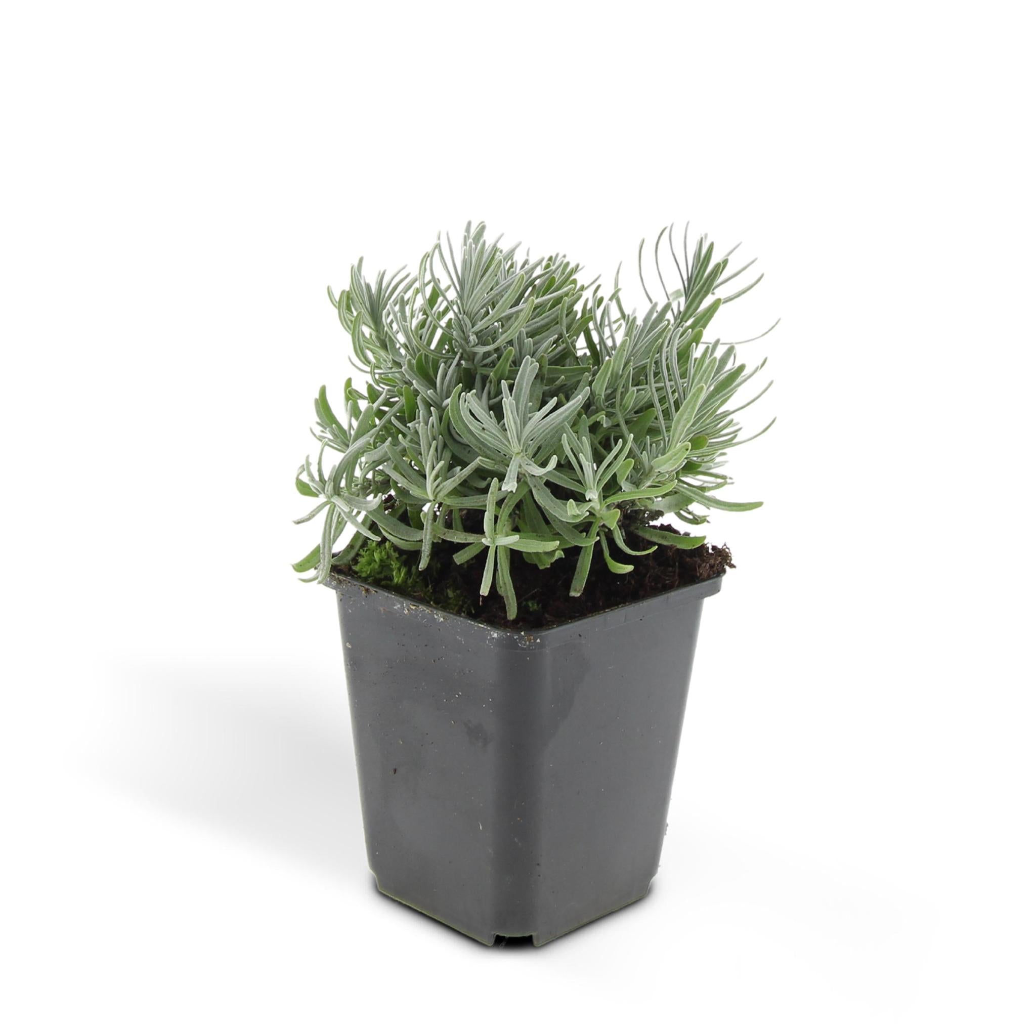 Lavande 'hidcote' - lot de 6