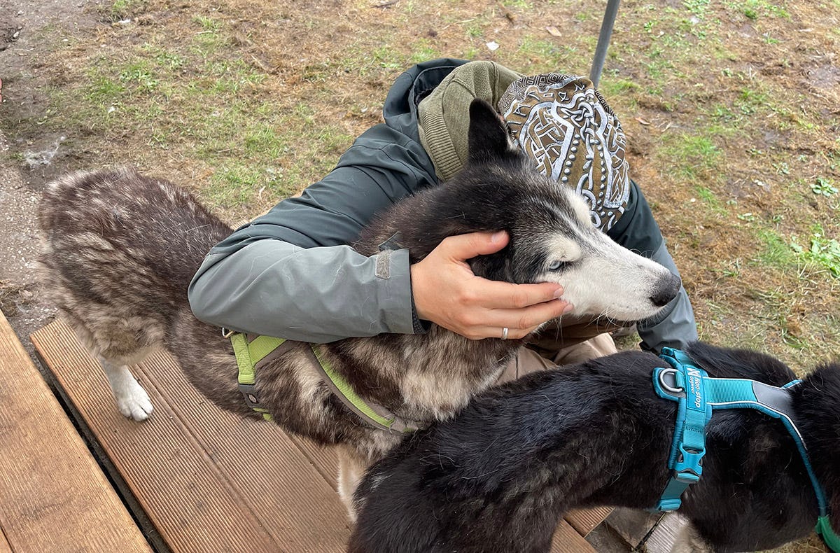 Husky Erlebnistag Neureut-Karlsruhe