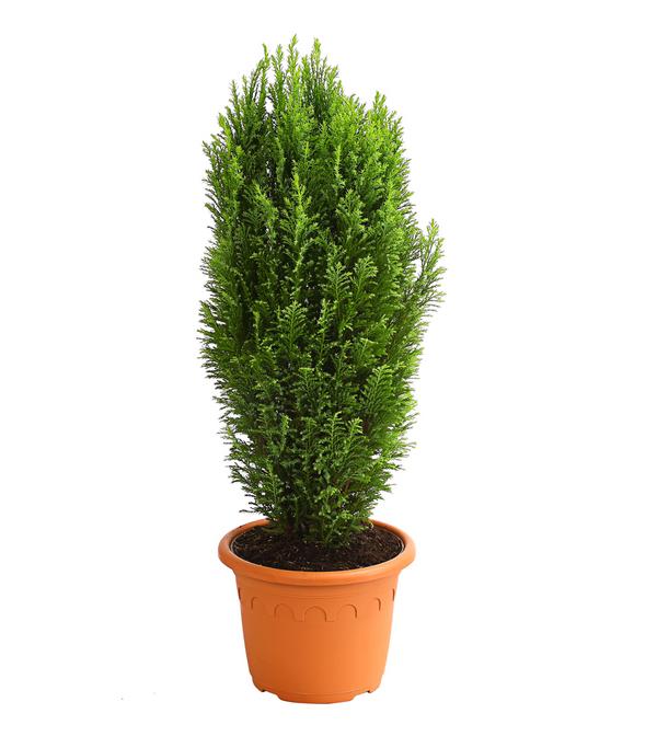 Scheinzypresse 'Ellwood's Gold'