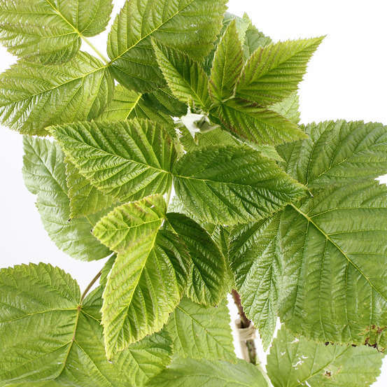 Framboisier Tulamagic® 'Fruatfri' : pot de 1,5 litres