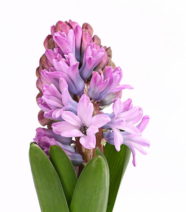 Hyazinthe, verschiedene Farben