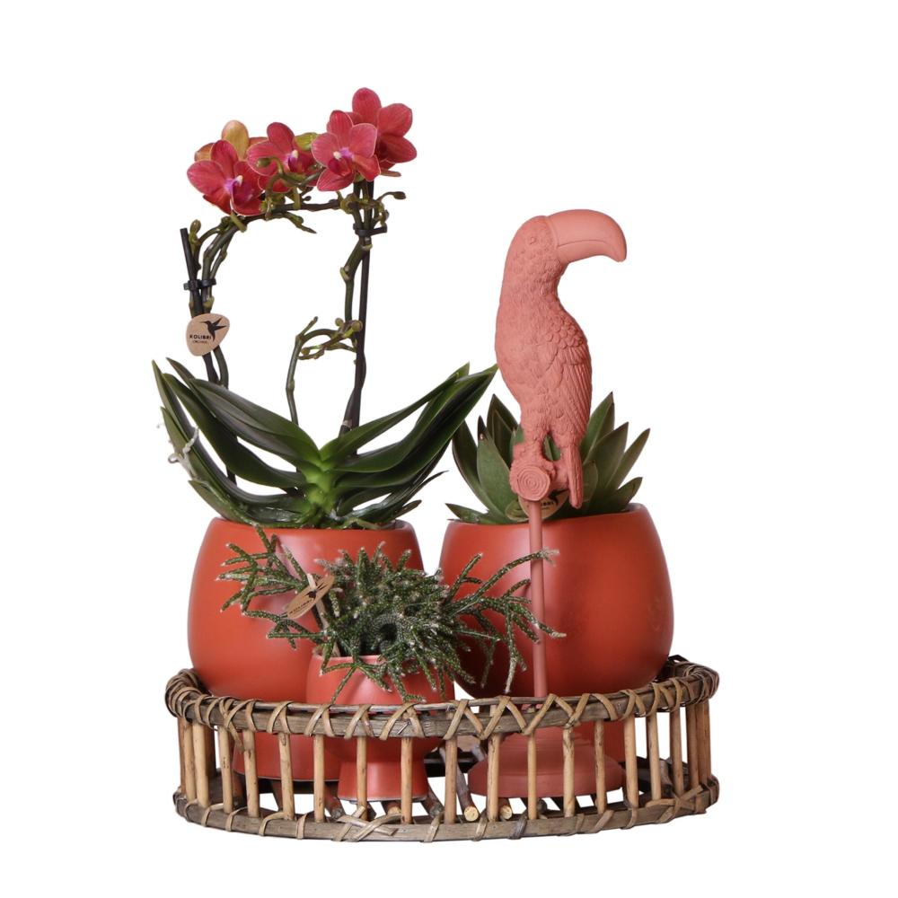 Ensemble de plantes scandic en terre cuite sur saule - avec orchidée phalaenopsis orange et plantes grasses