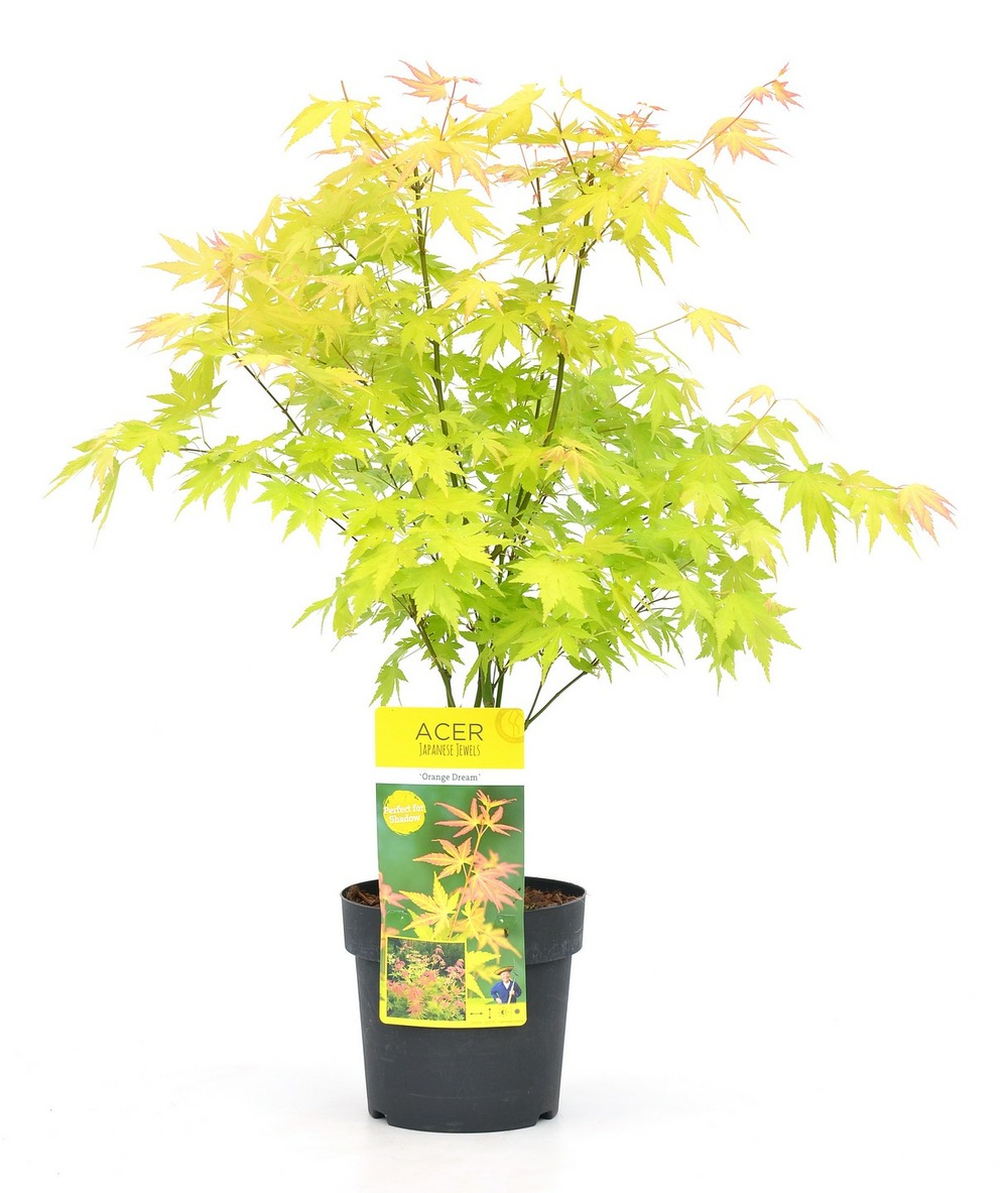 Acer 'orange dream' - érable du japon - pot 19cm - hauteur 60-70cm