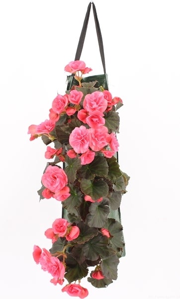 Wandhanger met Begonia (Begonia) roze H 50 cm