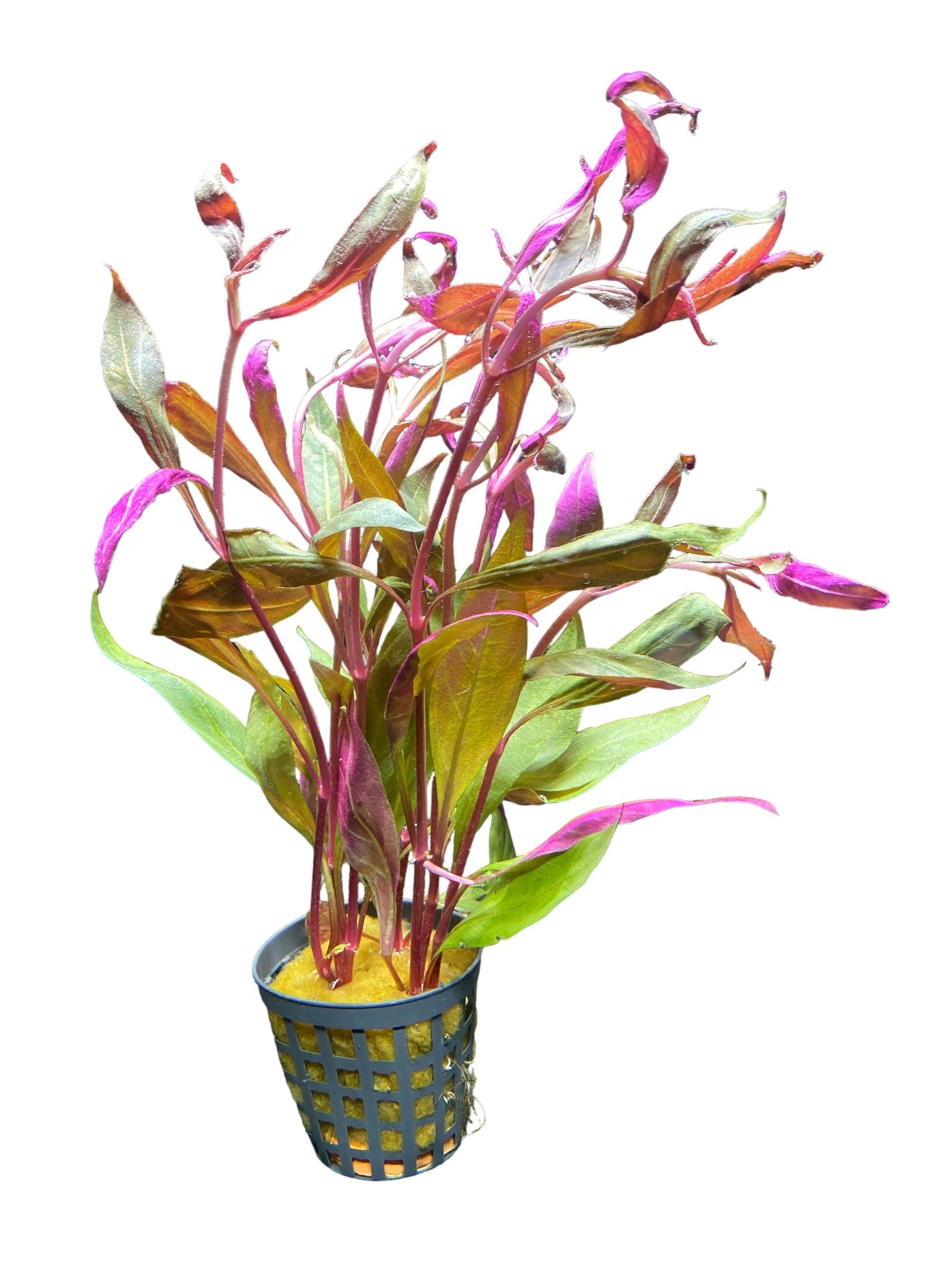 Aquariumplant Alternanthera Rosaefolia, dieprode bladeren