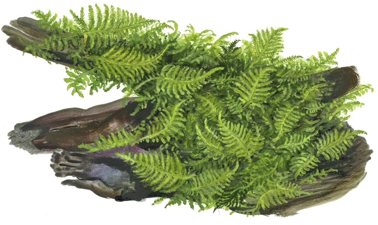 Waterplant Vesicularia Montagnei Christmas Moss