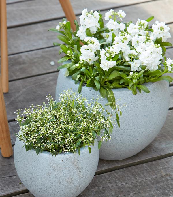 Zauberschnee 'Diamond Frost'