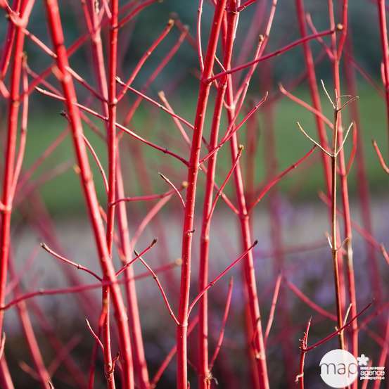 Cornus alba ' Baton Rouge ® ' : C5L h60/80cm