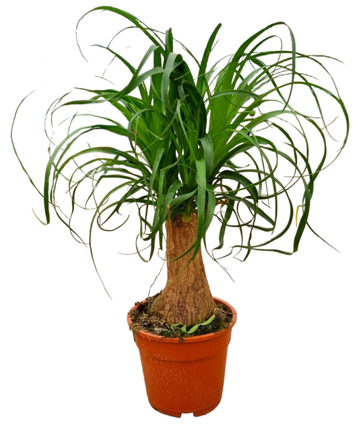 Plante d'intérieur - beaucarnea 55.0cm