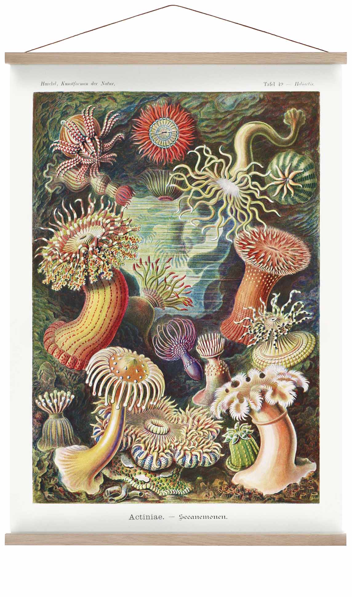 Actinia Anemonen von Ernst Haeckel