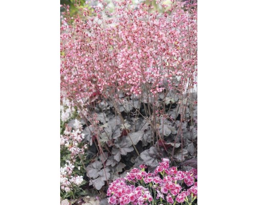 Vaste planten in diverse soorten FloraSelf H 15-30 cm Co 2 L