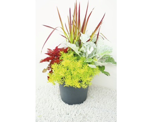 Herfstmagie Gemengde Planten Ø 24 cm Pot