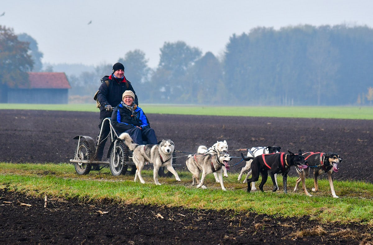 Schlittenhundefahrtfür Zwei im Trainingswagen als Geschenk