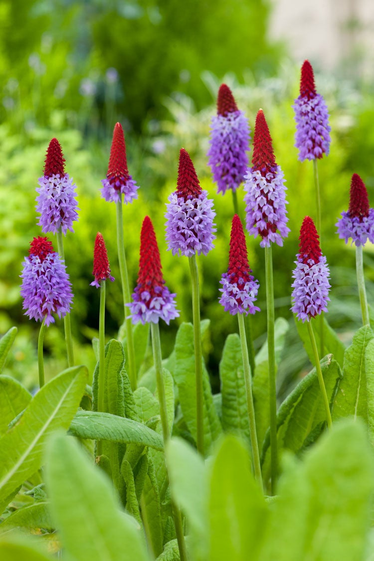 Orchideeënprimula (Primula vialii) D 11 H 10 cm
