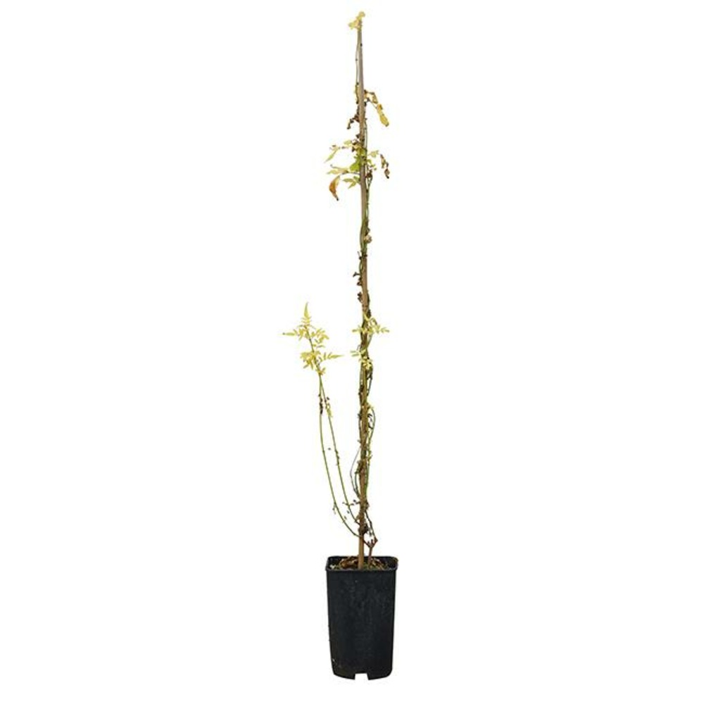 Jasmin officinal 'aureovariegatum' - jasminum officinalis 3l