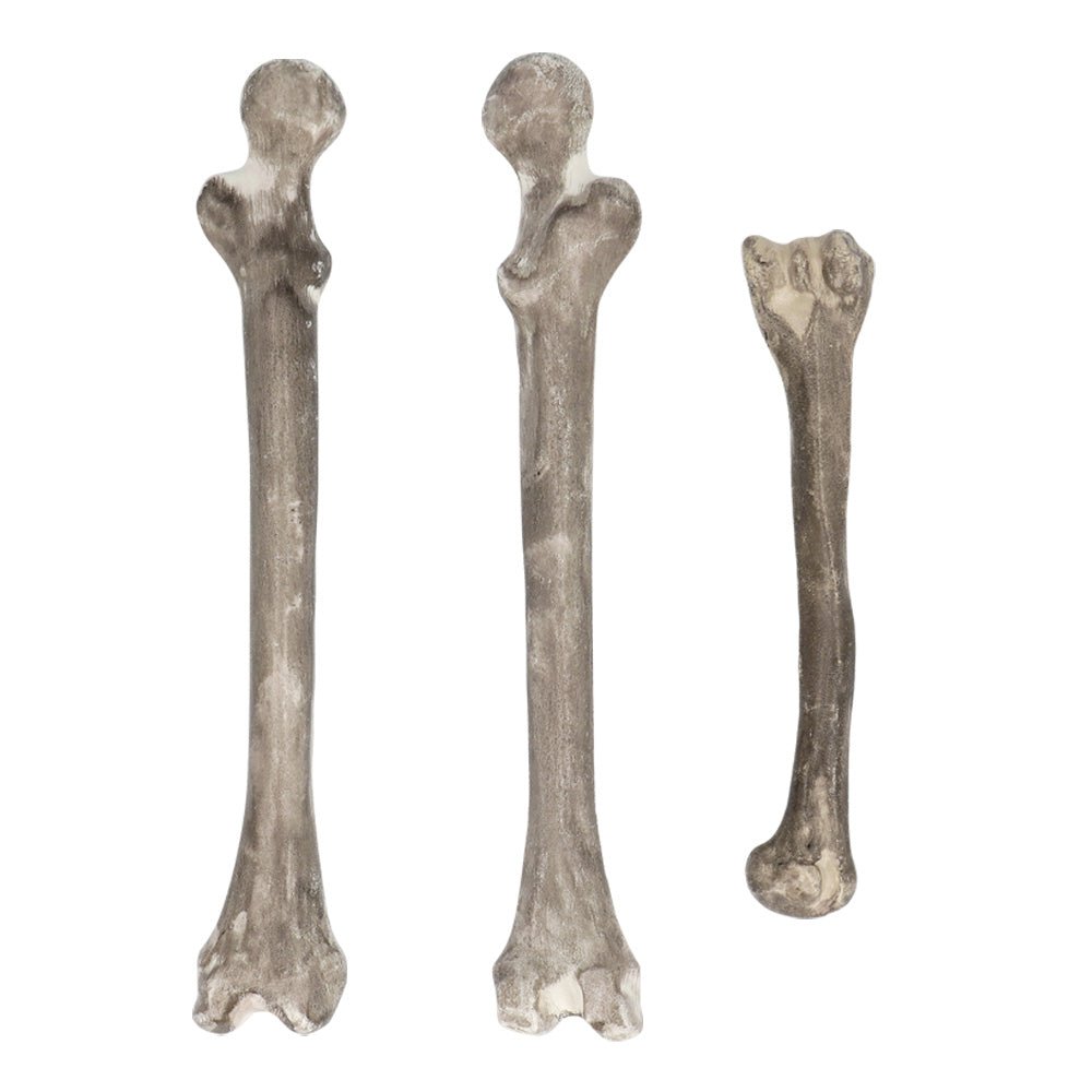 Halloween Skelet 6st