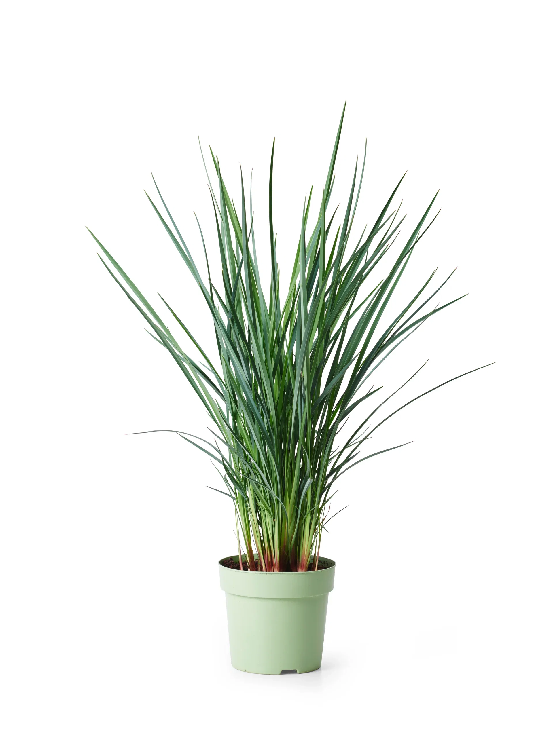 Dianella 'Coolvista' 19 cm Linlilje ‘Cool Vista’ Ø19 cm