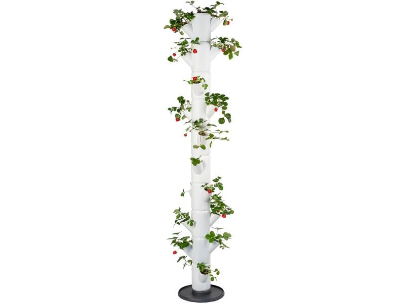 Gusta Garden Aufzuchttöpfe SISSI STRAWBERRY Infinity, Weiss Urban Gardening Erdbeerbaum