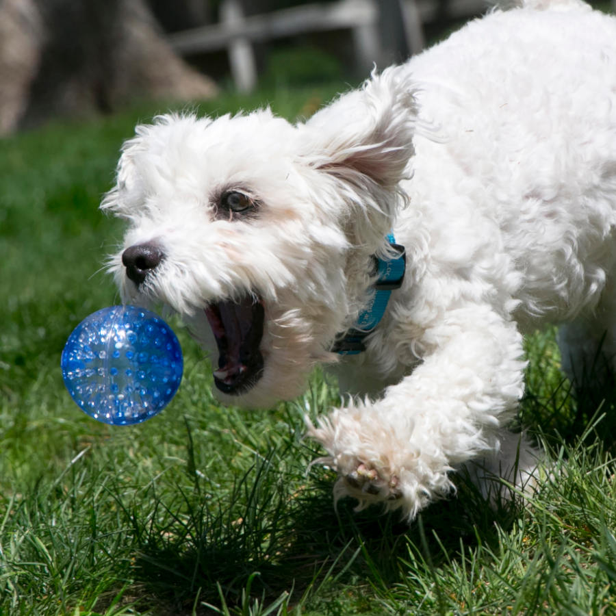 Bola Kong Squeezz Geodz com apito para cães
