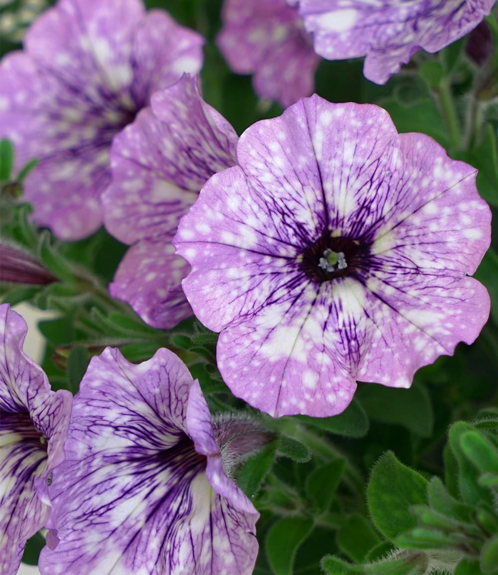 Hänge-Petunie Hellviolette 'LavenderSKY®'