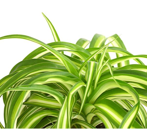 Grünlilie - Chlorophytum comosum 'Bonnie'