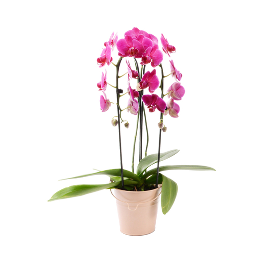 Orchidée Phalaenopsis cascade 2 tiges, pot zinc D13xH55cm