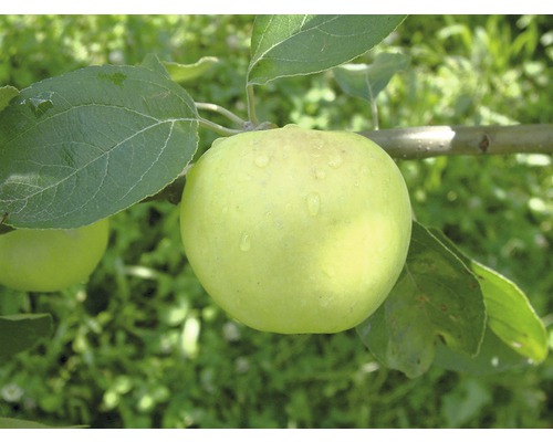 Biologische zomerappel FloraSelf Biologische Malus domestica 'White Transparent' Stamhoogte ca. 60 cm Totale hoogte 130-150 cm Co 7,5 L Struik