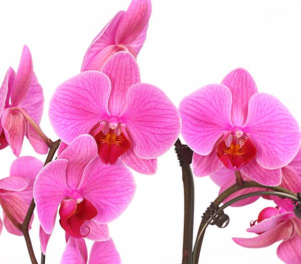 Schmetterlingsorchidee - Phalaenopsis