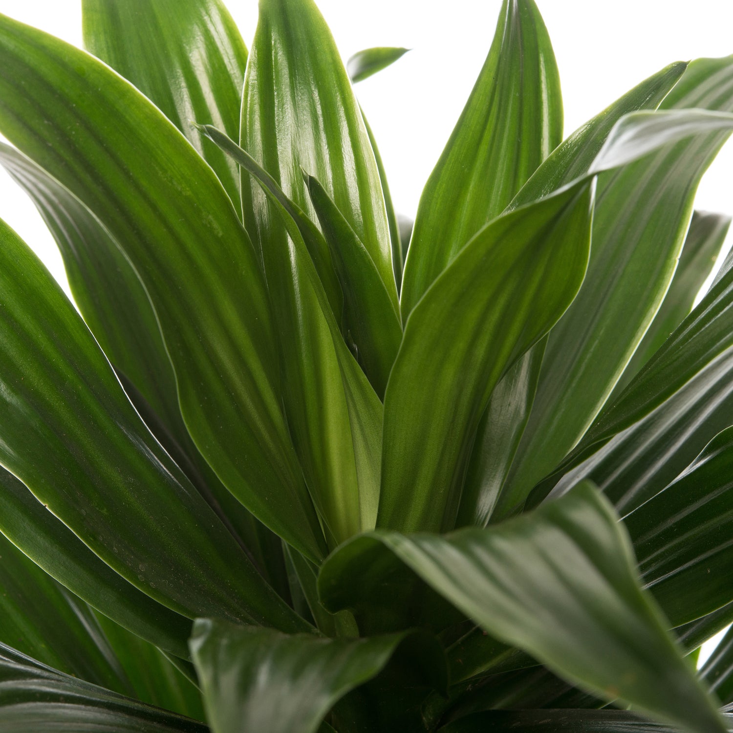 Drakenbloedboom (Dracaena fragrans 'Compacta') D 31 H 130 cm