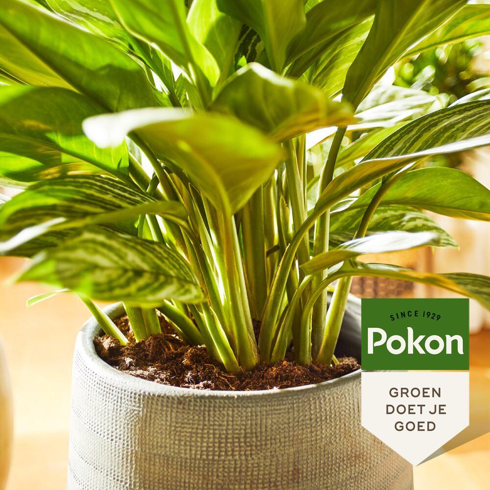 Pokon Planten Voeding Groene Planten500 ml