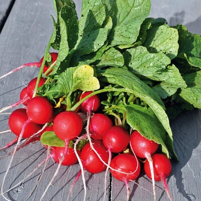 Gemüsesamen Gartengemüse Alte Landsorten