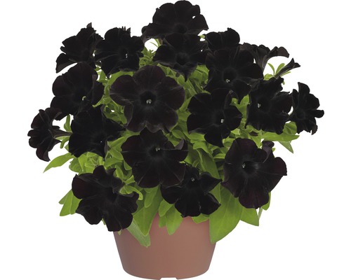 Zwarte Petunia FloraSelf Petunia 'Black Ray' Ø 12 cm pot