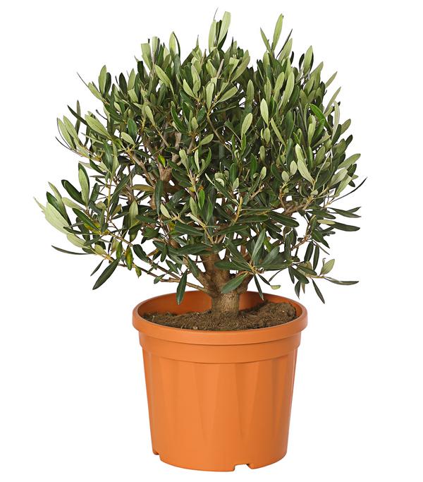 Olive, Busch