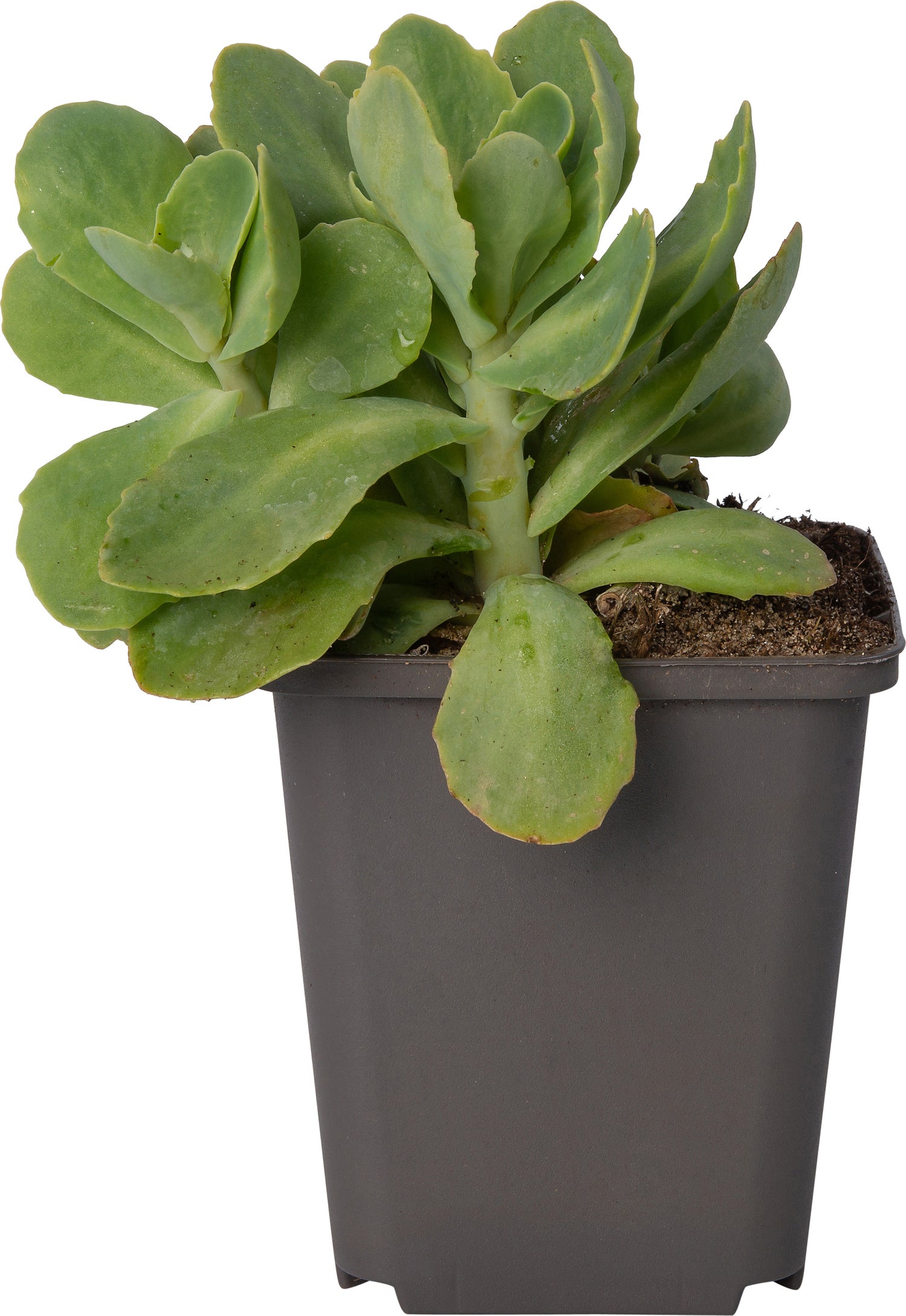 Hemelsleutel (Sedum spectabile 'Carmen') D 9 H 10 cm