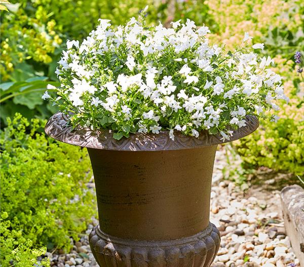 Glockenblume - Campanula porscharskyana