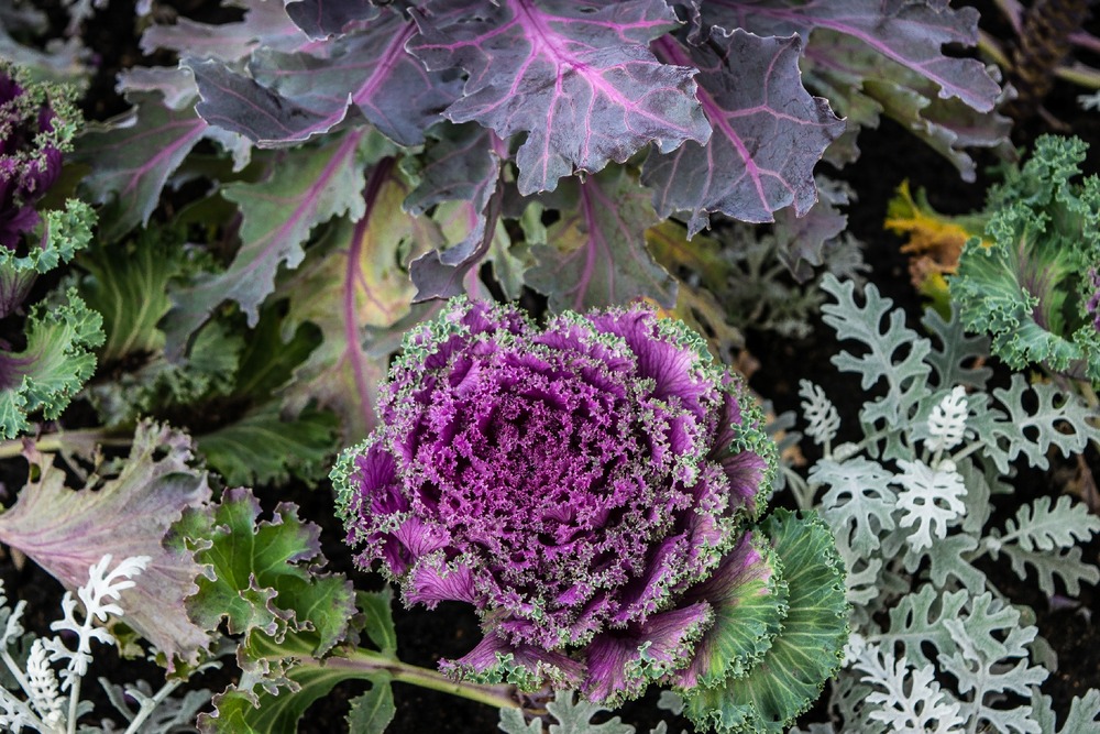 Bio - chou frisé - rouge - 50 graines - avec substrat - brassica oleracea var. Sabellica
