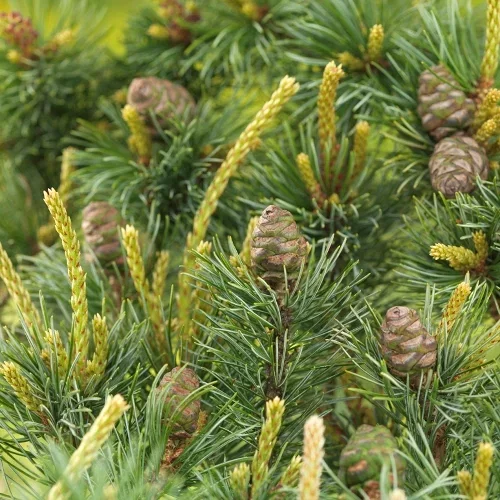 Pinus parviflora 'Negishi' Penselfuru 'Negishi' Høyde 50-60 cm