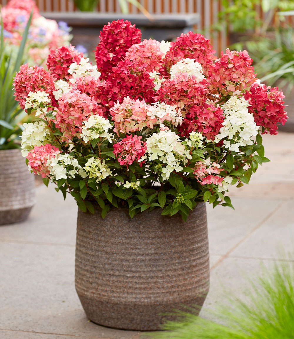 Niedrige Hortensie 'Groundbreaker® Ruby®'