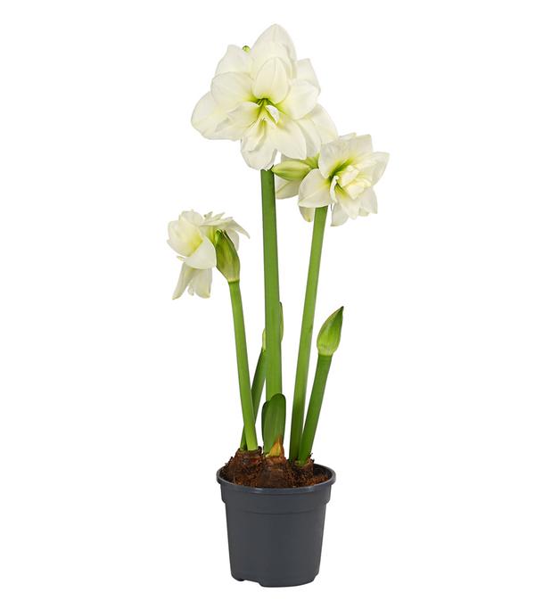 Amaryllis - Hippeastrum-Hybride, verschiedene