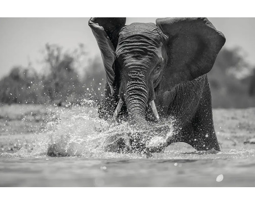 Decoratief paneel Olifant in het meer 136x98 cm