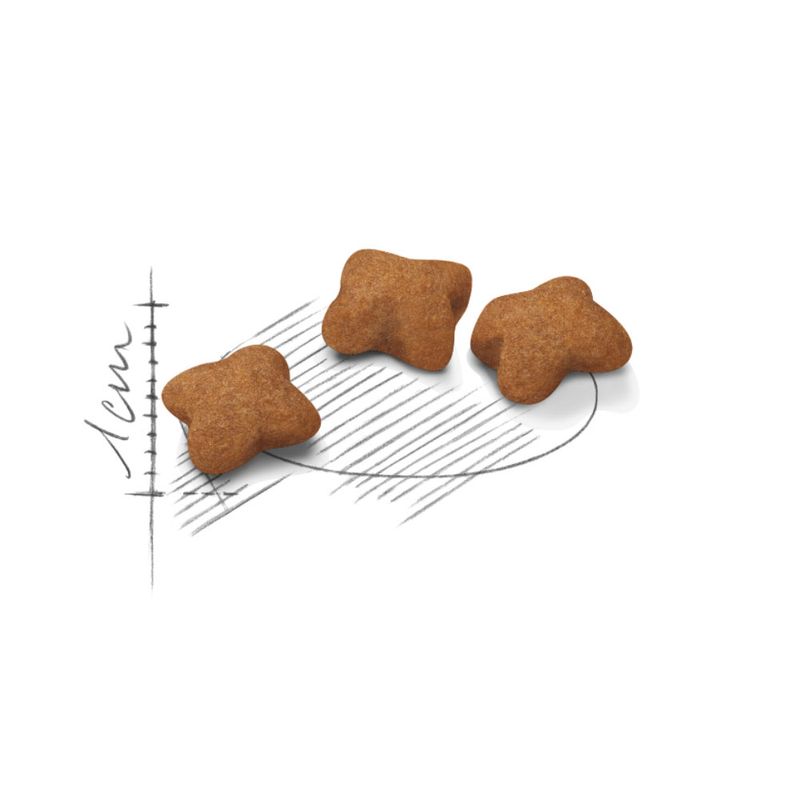 Royal Canin Kitten pour chaton à prix discount sur bitiba.fr