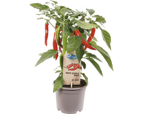 Snack Chili Peppers Pick&Joy Ø 14 cm Pot