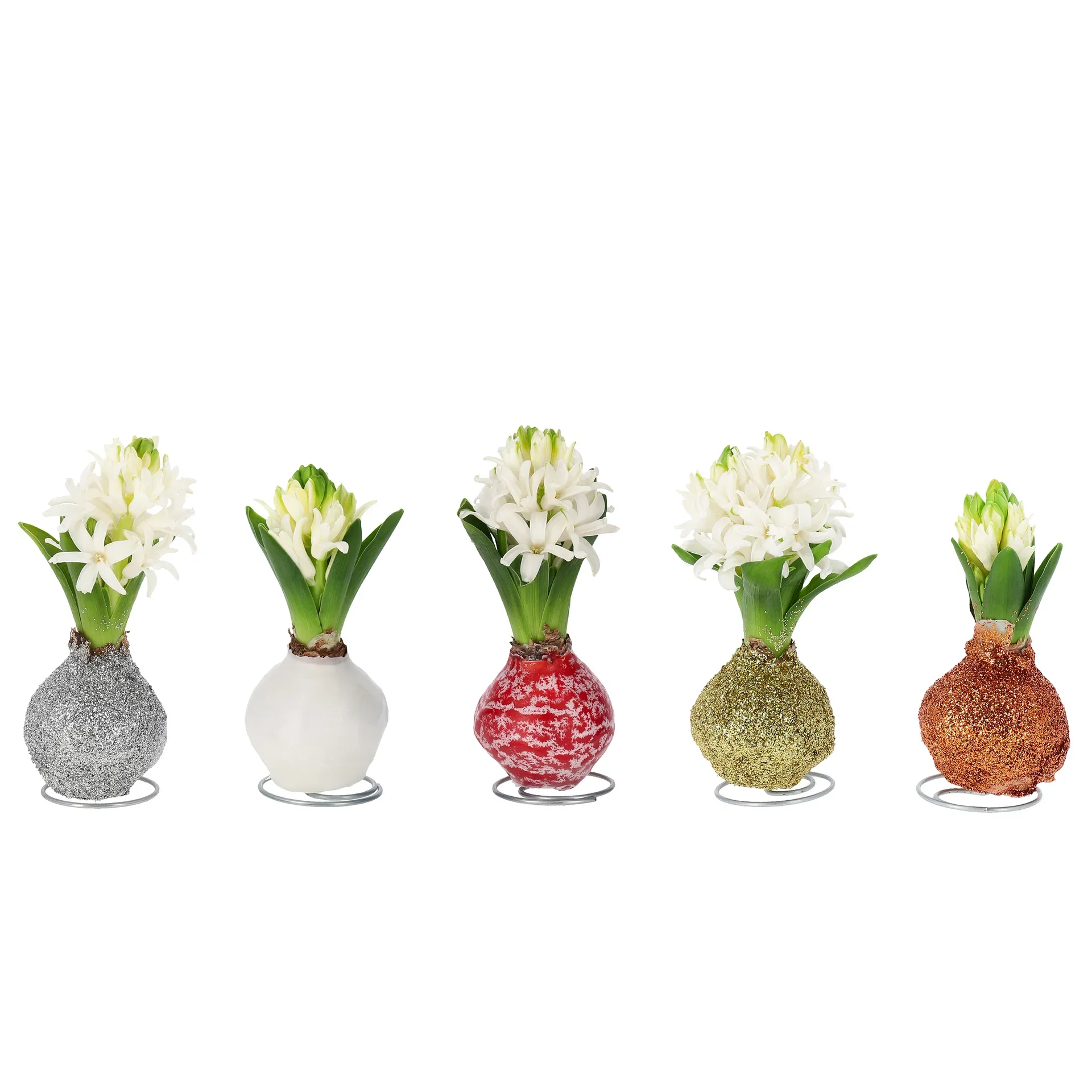 Hyacinthus orientalis Vokset svibel Omkrets 17 cm